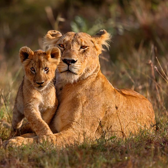 Zoo Babies 2024 Calendar Ryft
